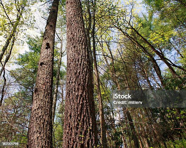 Tall Trees Mirando En La Cadena Montañosa Smoky Mountains Foto de stock y más banco de imágenes de Aire libre