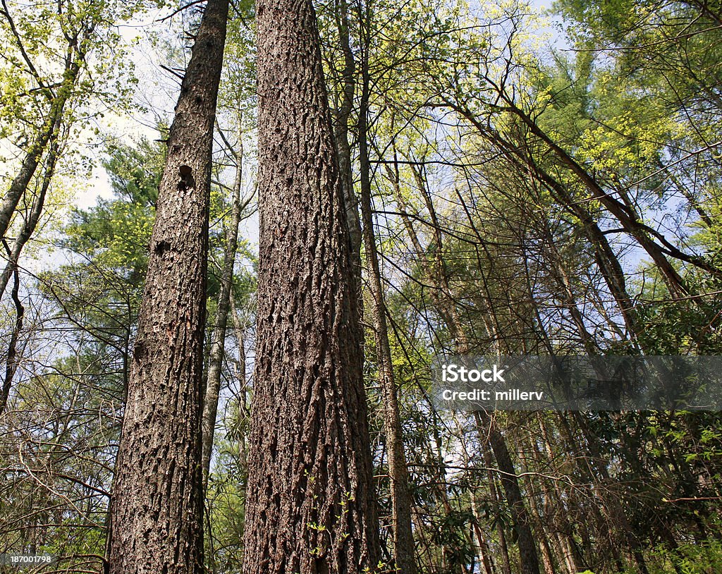 Tall Trees Patrząc w górę "Smoky Mountains - Zbiór zdjęć royalty-free (Appalachy)