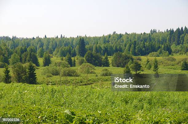 Floresta No Verão - Fotografias de stock e mais imagens de Alto - Altura Humana - Alto - Altura Humana, Alto - Descrição Física, Amieiro