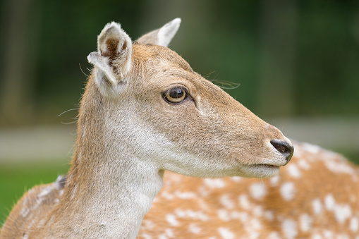 Closeup portrait of a female fallow deer, cloudy day in autumn, outdoors