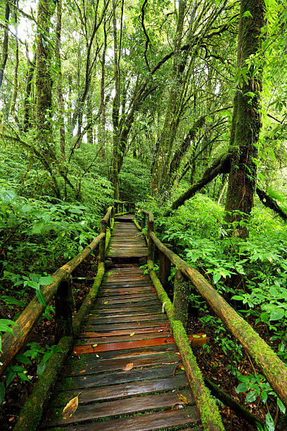 istock Wooden bridge on forest green 187002618