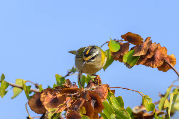 A Common Firecrest sitting on a bush A Common Firecrest sitting on a bush, sunny day in autumn in Cres (Croatia) regulidae stock pictures, royalty-free photos & images