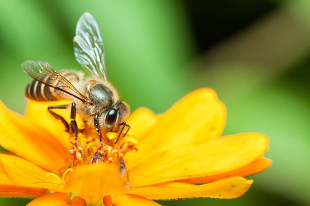 istock Macro of honey bee eating nectar 187003064