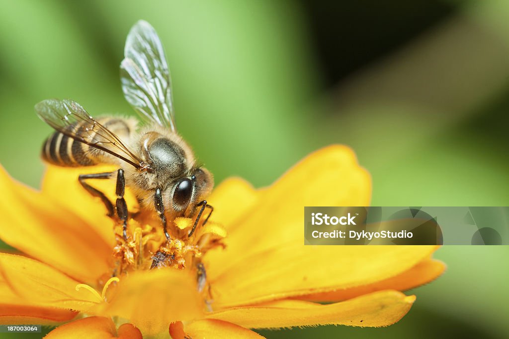 Macro of honey bee eating nectar Macro of honey bee eating nectar on yellow flower Animal Stock Photo