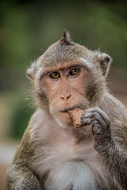 istock Monkey eating, having fun, Ankor Wat temple. Asia wildlife. 187003209
