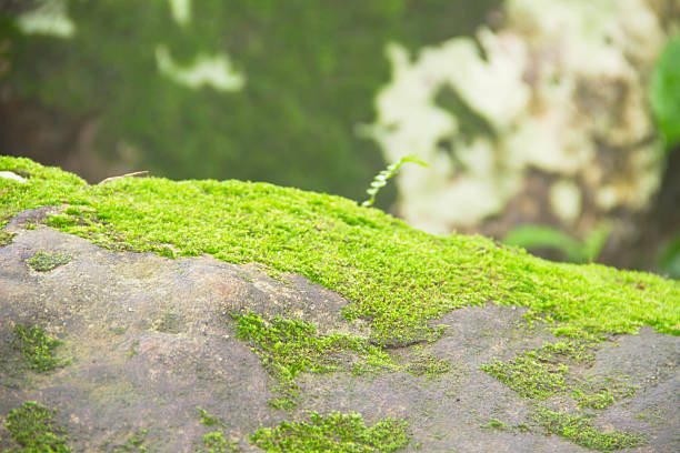 istock old Stone Overgrown with Green Moss in forest 187003235