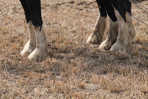 The Feet of Two Large Farm Working Shire Horses.