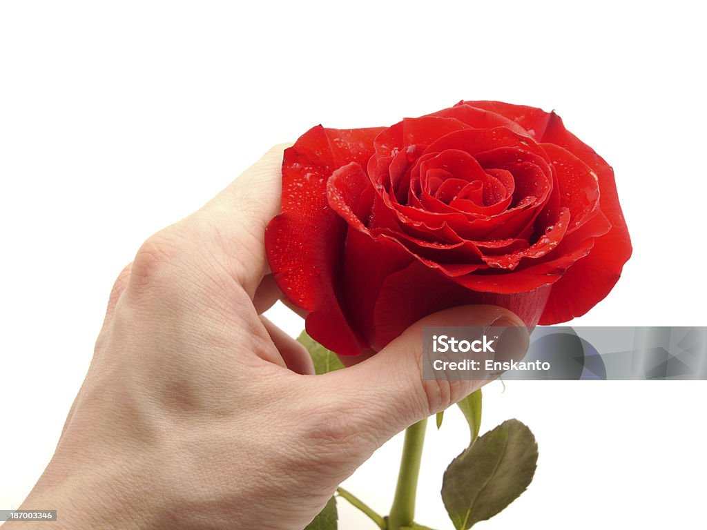 Rose and arm on a white background Adult Stock Photo