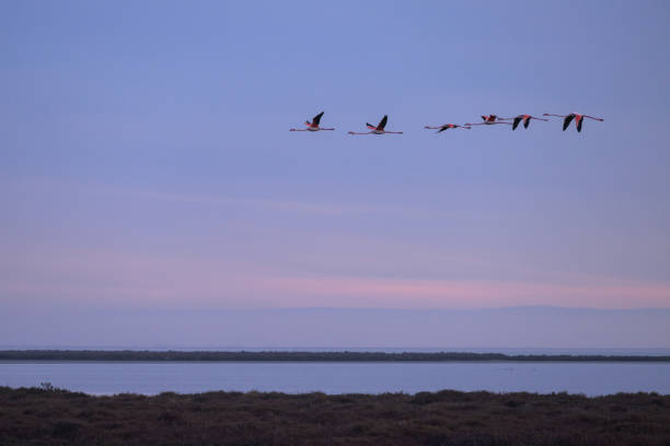 istock A group of Greater Flamingos in flight during sunrise 1870034209