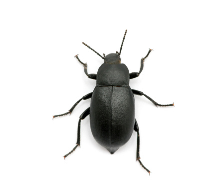 Gastrophysa viridula Green Dock Leaf Beetle Insect. Digitally Enhanced Photograph.