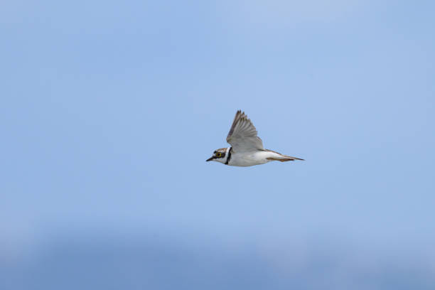 istock A Little Ringed Plover in flight on the beach 1870035315