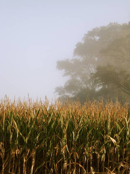 Golden Corn Field on a Foggy Autumn Morning stock photo