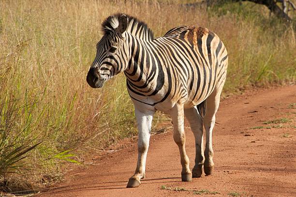 Zebra stock photo