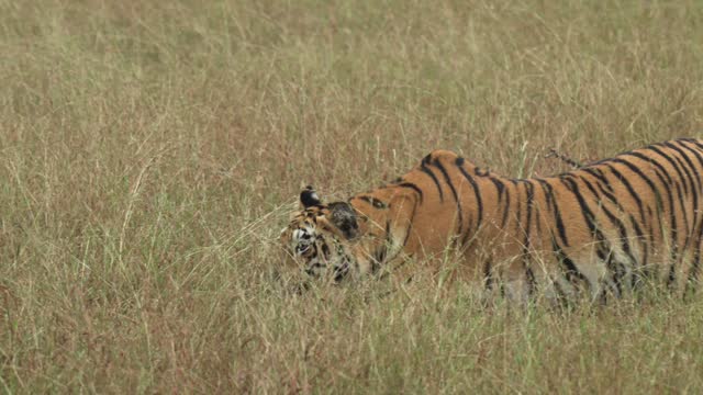 Royal Bengal tiger of Tadoba walking in stealth mode to hunt the prey