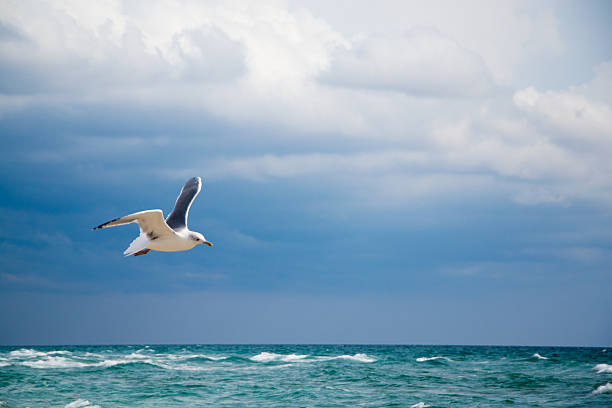 istock Seagull front of the sky 187004304