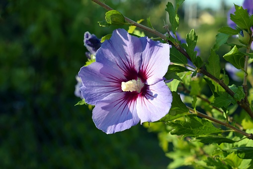 Beautiful flower of hibiscus syriacus 'Blue bird'. Ornamental shrub with interesting color of flowers, summer time