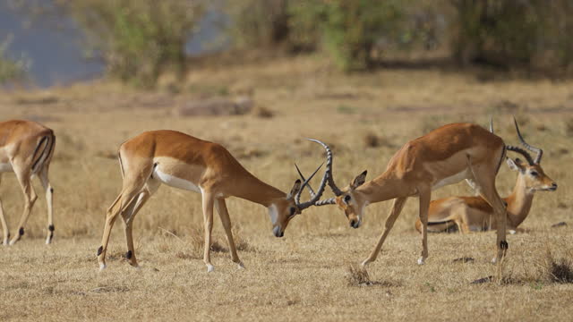 Male Impalas or Antelopes fighting with their antlers