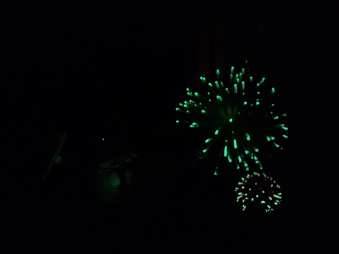 The neon coral glows in the dark as the fish swim by; looking like fireworks in the night.