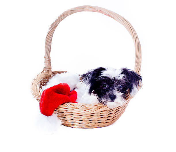 istock Cute Christmas Puppy 187006247