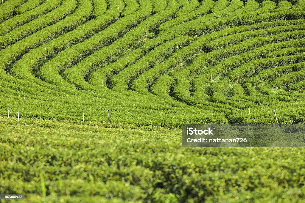 Teeplantagen in Thailand. - Lizenzfrei Agrarbetrieb Stock-Foto