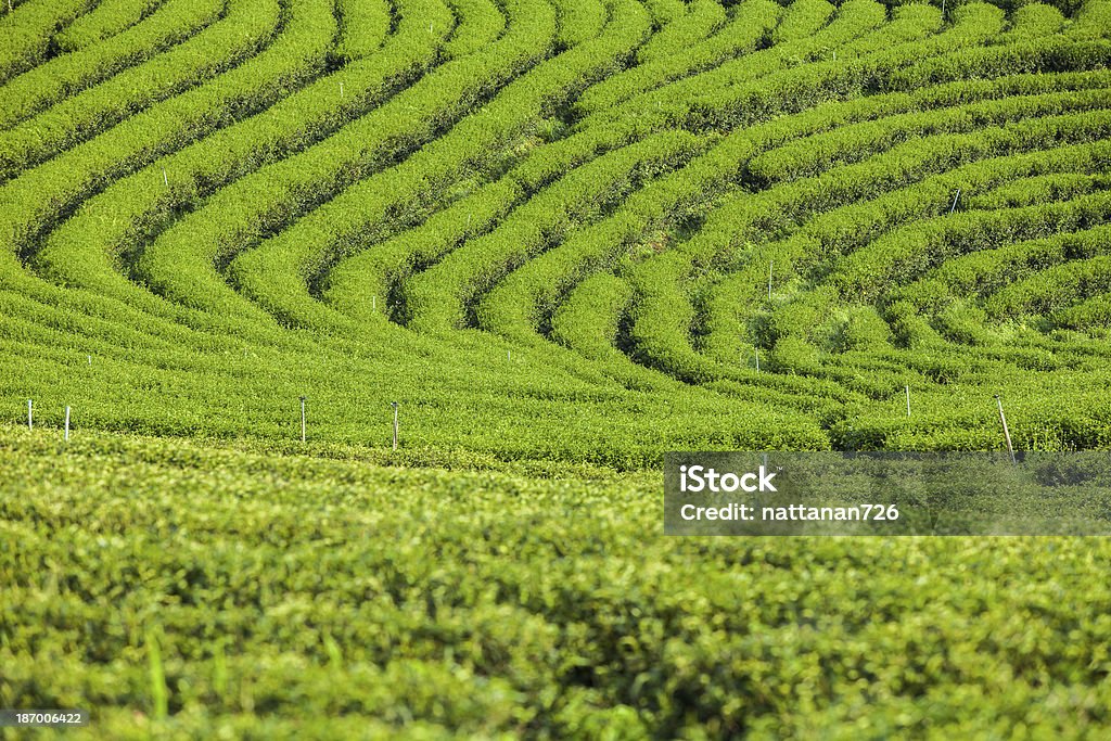 Les plantations de thé en Thaïlande. - Photo de Affaires libre de droits