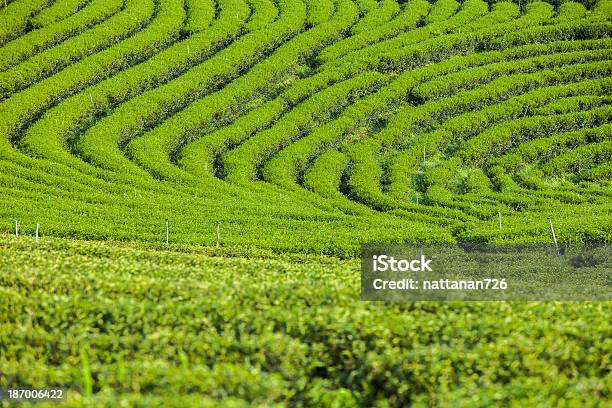 Plantacje Herbaty W Tajlandii - zdjęcia stockowe i więcej obrazów Assam - Assam, Azja, Biznes
