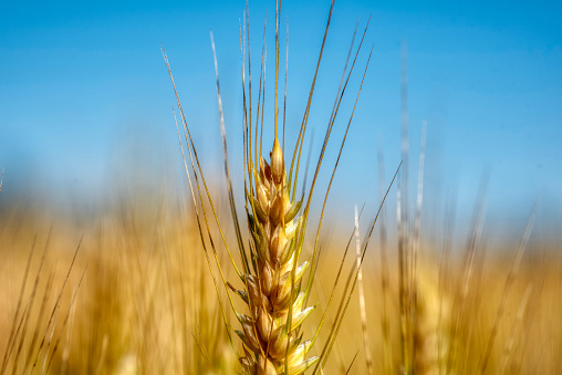 Wheat field. Ears of golden wheat close up. Beautiful Nature Sunset Landscape. Rural Scenery under Shining Sunlight. Label art design