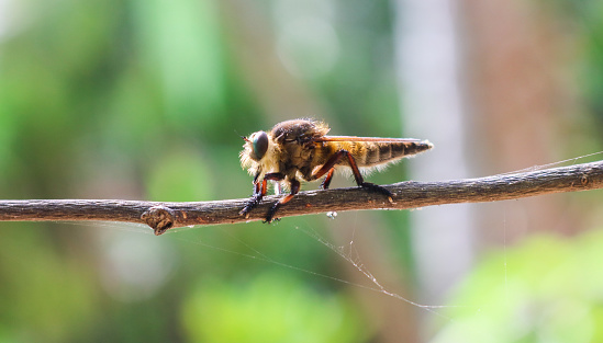 Promachus rufipes or Giant Robber Fly genus of flies also known as the red-footed cannibalfly or bee panther, is a fierce little predator. Close up Robber Fly perched on a tree trunk