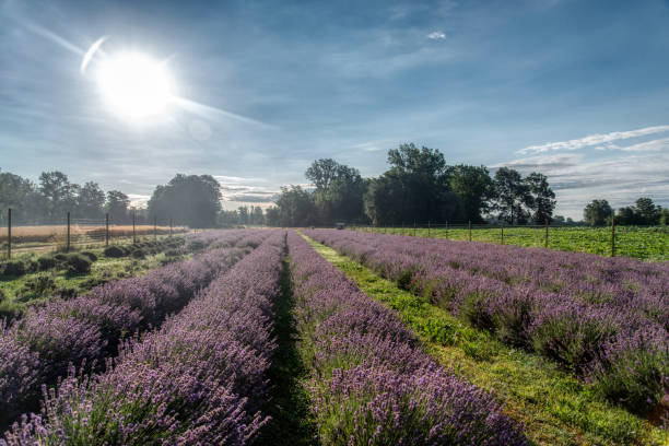 istock Selective focus on purple lavender flowers 1870065731