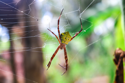 A large golden silk orb-weaving banana spider sits face down in its web.Banana spider and small mate on thin golden web with blurred banana trees background