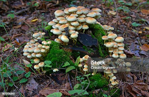 Grupo De Cogumelos - Fotografias de stock e mais imagens de Agulha - Parte de planta - Agulha - Parte de planta, Amanita parcivolvata, Bêbedo