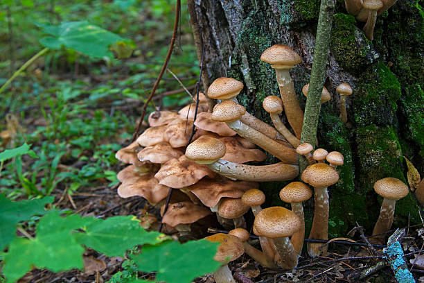 cogumelos - edible mushroom mushroom fungus colony imagens e fotografias de stock