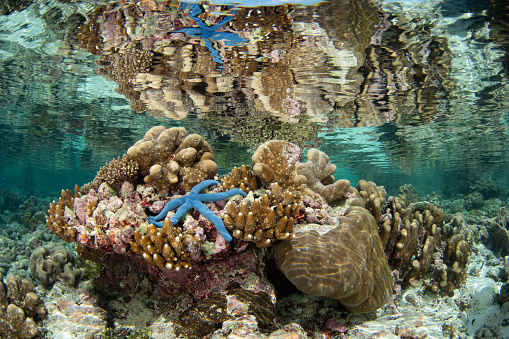 A blue sea star, Linkia laevigata, clings to a shallow coral reef in Indonesia. The numerous islands of this region harbors the world's richest collection of marine biodiversity.