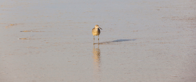 seagull walking at the beach