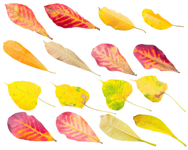 istock collection of colorful leaves 187007677
