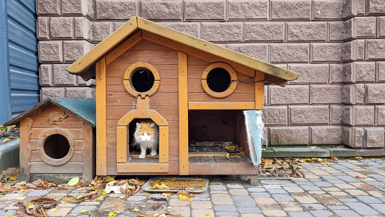 stray cat sitting in outdoor wooden cat house. Pet shelter