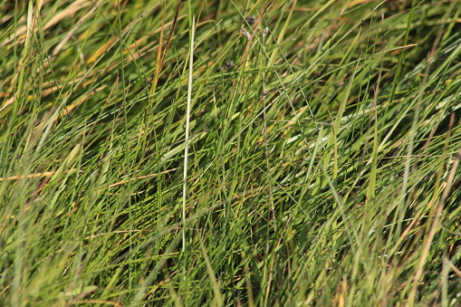 a tall, slender-leaved plant of the grass family, which grows in water or on marshy ground