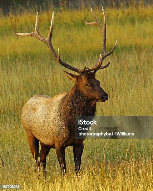 Bull Elk Maduras Real Foto de stock y más banco de imágenes de Ciervo de América del Norte - Ciervo de América del Norte, Ciervo rojizo, Familia del ciervo