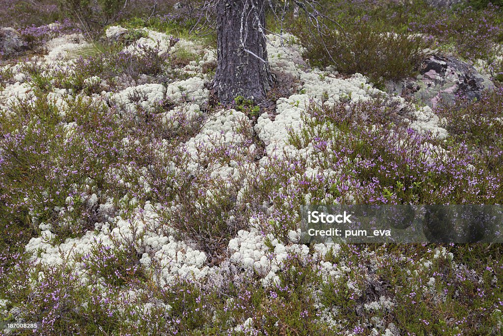 Besenheide und Echte Rentierflechte - Foto de stock de Escandinávia royalty-free