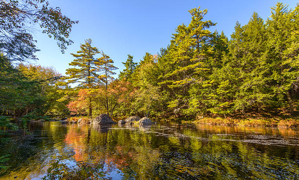 Landscape with forest river in autumn stock photo