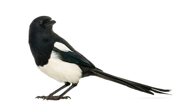 istock Side view of a Common Magpie, isolated on white 187009034