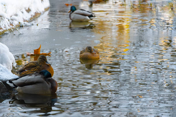 Mallard ducks in the wintertime at the park pond.