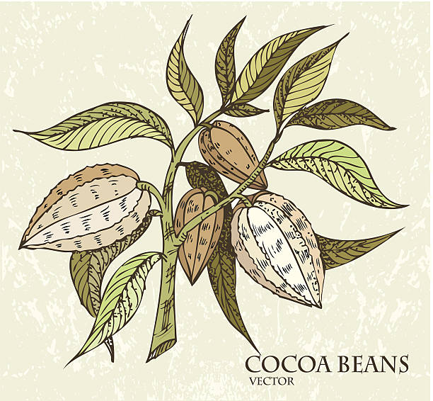 Chicchi di cacao. - illustrazione arte vettoriale