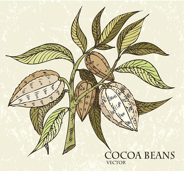 Cocoa beans. vector art illustration