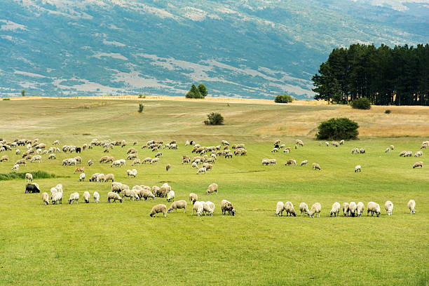 istock Herd of sheep in a green field 187009225