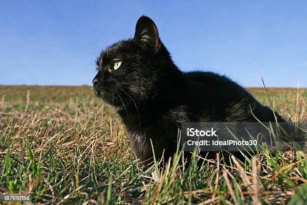Schwarze Katze Im Gras Im Sonnenuntergang Stockfoto und mehr Bilder von Auf den Zehenspitzen - Auf den Zehenspitzen, Aufnahme von unten, Ausgedörrt