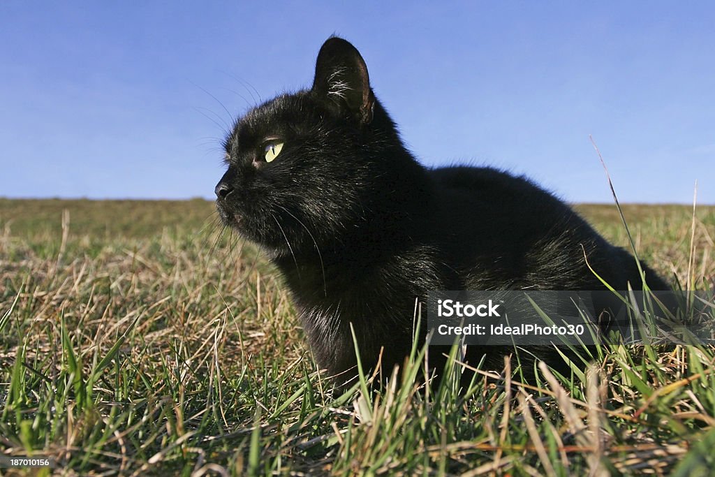 블랙 자본가 at 해질녘까지 in the grass - 로열티 프리 가축 스톡 사진