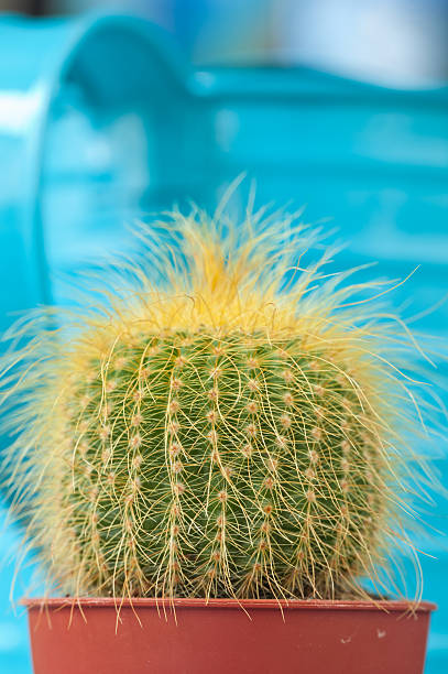 istock Little Cactus plant 187010186