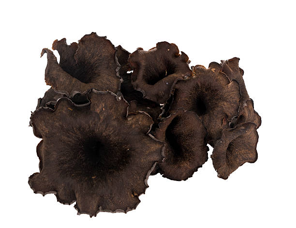 Black chanterelle mushroom, isolated - aka Horn of plenty, trump Delicious! chanterelle edible mushroom gourmet uncultivated stock pictures, royalty-free photos & images