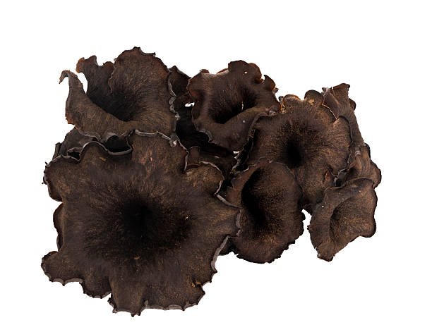 че�рный лисичка гриб, изолированные — известный как рог изобилия, trump - chanterelle edible mushroom gourmet uncultivated стоковые фото и изображения